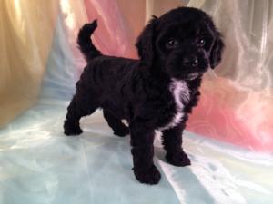 Mini Black and White Female Goldendoodle Pup for Sale In North Iowa